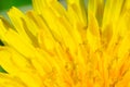 Bright extremily close up macro photo of vivid dandelion petals.First spring flower