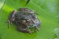 Bright eye of toad on green leaf Royalty Free Stock Photo