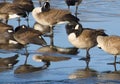 Bright Eyed Goose Amongst Gaggle of Canada Geese On Icy River Royalty Free Stock Photo