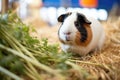 bright-eyed guinea pig in a hay-filled enclosure Royalty Free Stock Photo