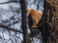 A bright-eyed redhead dove with red rainbow neck sits on a bough of a tree in the park