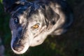 Bright Eyed Unique Looking Dog Canine Looks at Camera