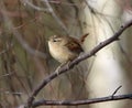 Bright-eyed wren perching on branch Royalty Free Stock Photo