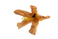 Bright fading flower, curled leaves, large Stamen, on a white background.