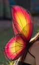 Bright Fairy Wings on Back of Woman