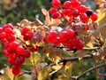 Bright Fall branch of red viburnum with yellow leaves.signs of autumn.Fruit of the viburnum.