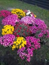 Bright Fall Chrysanthemums in a Decorative Garden Arrangement Royalty Free Stock Photo