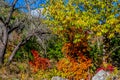 Bright Fall Colors of Lost Maples State Park, Texas Royalty Free Stock Photo