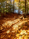 Bright Fall Colours in a Neighbourhood Park