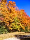 Bright Fall Colours in a Neighbourhood Park