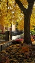 Fall Foliage in Chicago