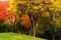 Bright fall foliage in Michigan