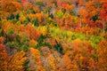 Bright fall foliage in Vermont mountains Royalty Free Stock Photo