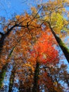 Colorful Autumn Leaves Against a Deep Blue Sky3