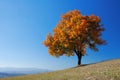 Bright fall tree Royalty Free Stock Photo