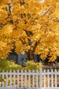 Bright yellow fall tree leaves background in yard with white pic Royalty Free Stock Photo