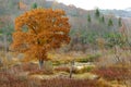 Bright fall tree Royalty Free Stock Photo