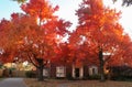 Bright Fall Trees in Front of Brick House in Tradional Neighborhood Royalty Free Stock Photo