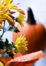 Bright fall yellow flowers and pumpkin on background. Fall decorations on front porch, first snow Royalty Free Stock Photo