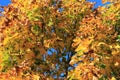 Bright fall yellow tree in the sunlight Royalty Free Stock Photo