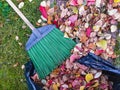 Bright fallen leaves with garden broom in and near plastic bag Royalty Free Stock Photo
