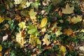 Bright fallen leaves of maple on Glechoma hederacea Royalty Free Stock Photo
