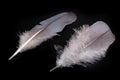 Bright feather of a bird with a delicate nap. White plumage pigeon on the table