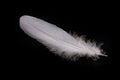 Bright feather of a bird with a delicate nap. White plumage pigeon on the table