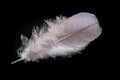 Bright feather of a bird with a delicate nap. White plumage pigeon on the table