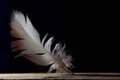 Bright feather, fine patternd on black background, copy space