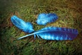 Bright feathers of the blue bird of happiness.