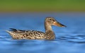 Bright female Northern Shoveler swimming in blue water from short distance