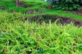 Bright fern green grass in tropical garden. Kula. Maui. Hawaii.