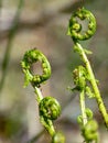 Bright ferns on a background of swampy soil Royalty Free Stock Photo