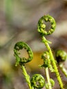 Bright ferns on a background of swampy soil Royalty Free Stock Photo