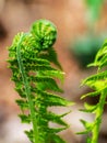 Bright ferns on a background of swampy soil Royalty Free Stock Photo