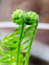 Bright ferns on a background of swampy soil Royalty Free Stock Photo