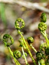 Bright ferns on a background of swampy soil Royalty Free Stock Photo