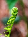 Bright ferns on a background of swampy soil Royalty Free Stock Photo