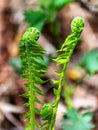 Bright ferns on a background of swampy soil Royalty Free Stock Photo