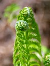 Bright ferns on a background of swampy soil Royalty Free Stock Photo