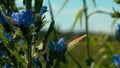 A bright field with beautiful bright flowers. Creative. Blue flowers on which butterflies and other insects sit in a Royalty Free Stock Photo