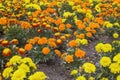 Bright field of fresh yellow and orange marigold flowers close-up. Tagetes Royalty Free Stock Photo