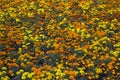 Bright field of fresh yellow and orange marigold flowers. Tagetes Royalty Free Stock Photo