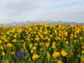 Bright field of many yellow flowers in front of mountains