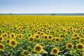 Bright field of yellow sunflowers and sky on warm Royalty Free Stock Photo