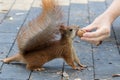 A bright fiery red squirrel with a bushy tail takes a nut in a city park. Royalty Free Stock Photo
