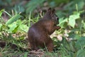 A bright fiery red squirrel firmly holds the nut with its front paws. Royalty Free Stock Photo