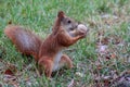 A bright fiery red squirrel firmly holds the nut with its front paws. Side view.