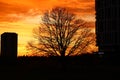 Bright fiery red sunset and silhouettes of a tree
